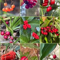 アオキ,センリョウ,マンリョウ,ヤブコウジ,ムサシアブミの画像