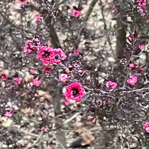 ギョリュウバイ,公園,フトモモ科,植栽,木の花の画像