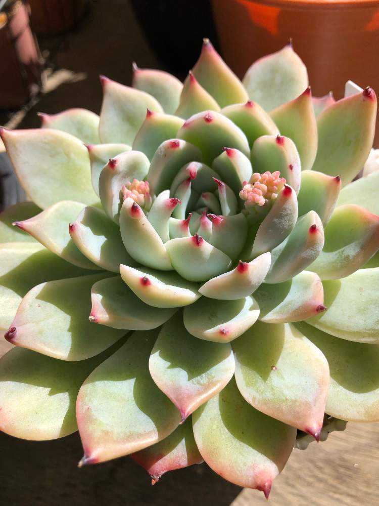 葉挿しっ子 桃太郎 ｜🍀GreenSnap（グリーンスナップ）