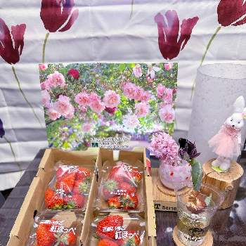 水耕栽培,花のある暮らし,ヒヤシンスの水耕栽培,素敵便,みどりのある暮らしの画像