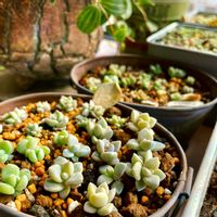 淡雪,プロリフィカ×ラウイ,白牡丹,多肉植物,葉挿しっ子の画像