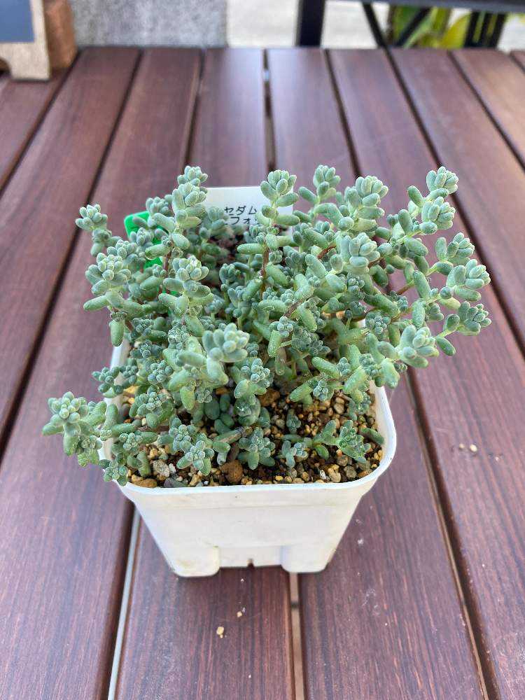 半額SALE／ 多肉植物 7.5cmポット 多肉植物 セダム