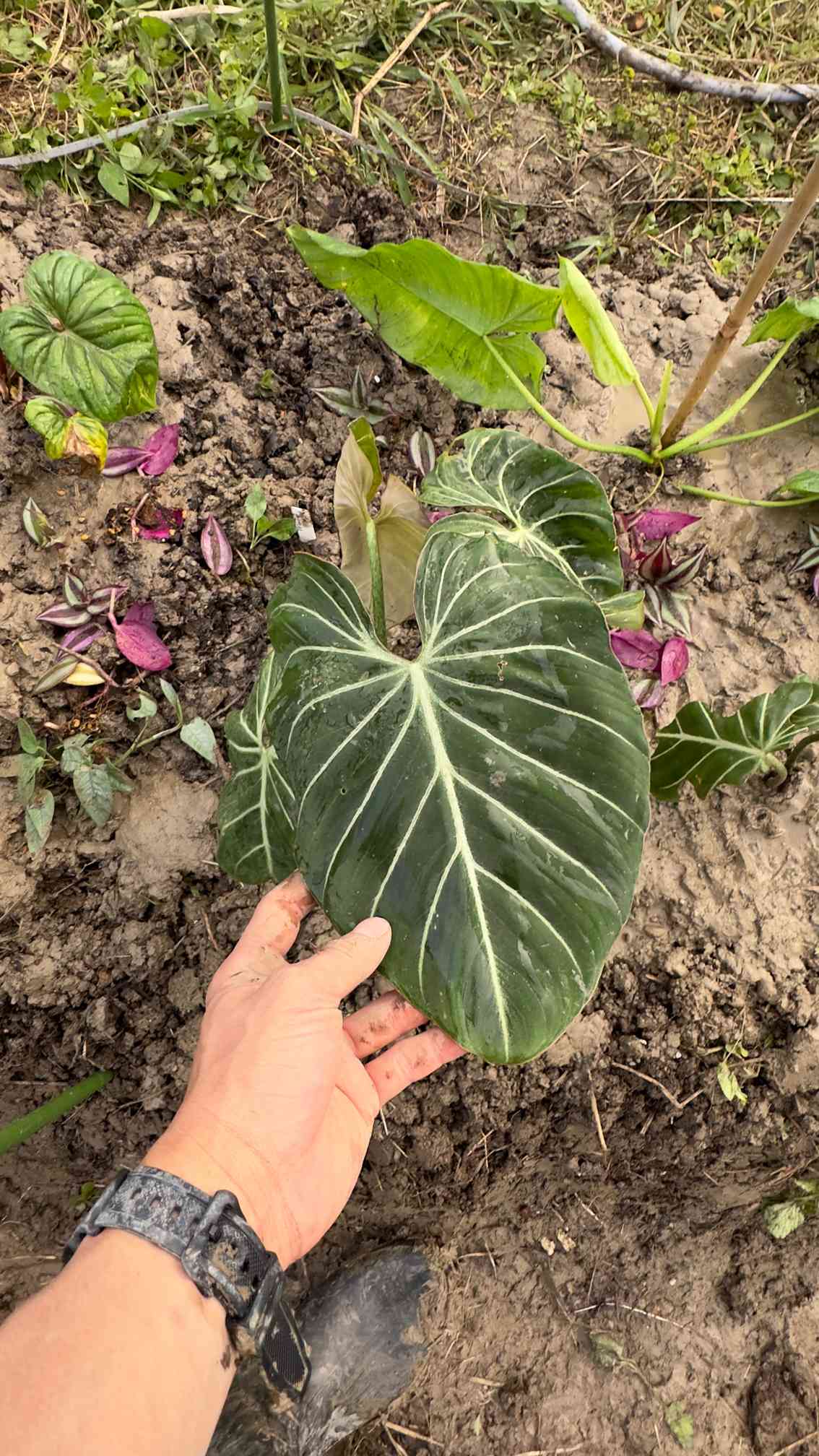 elle plant グロリオーサム 斑入り ミドルカット発根済み elle plant