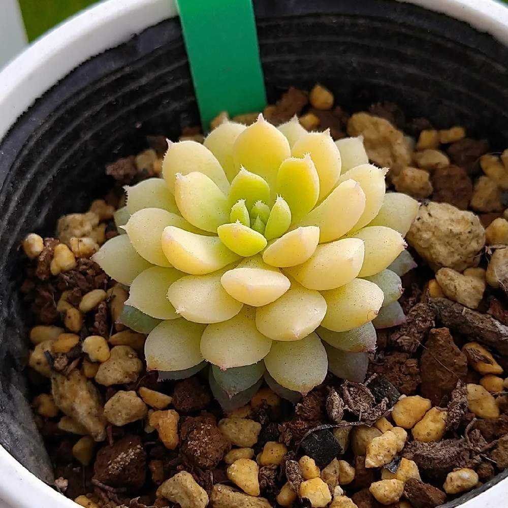 ちょこん ミックスベリア ミックスベリア ちょこん｜🍀GreenSnap（グリーンスナップ）