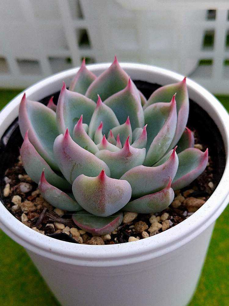 ミックスベリア ミステリアスグラス｜🍀GreenSnap（グリーンスナップ）