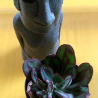 紅司,毎月16日は色の日,モアイの日,部屋の画像
