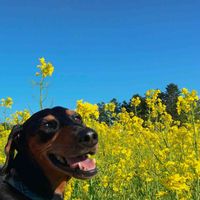 菜の花,ナノハナ,可愛い,思い出,美しいの画像