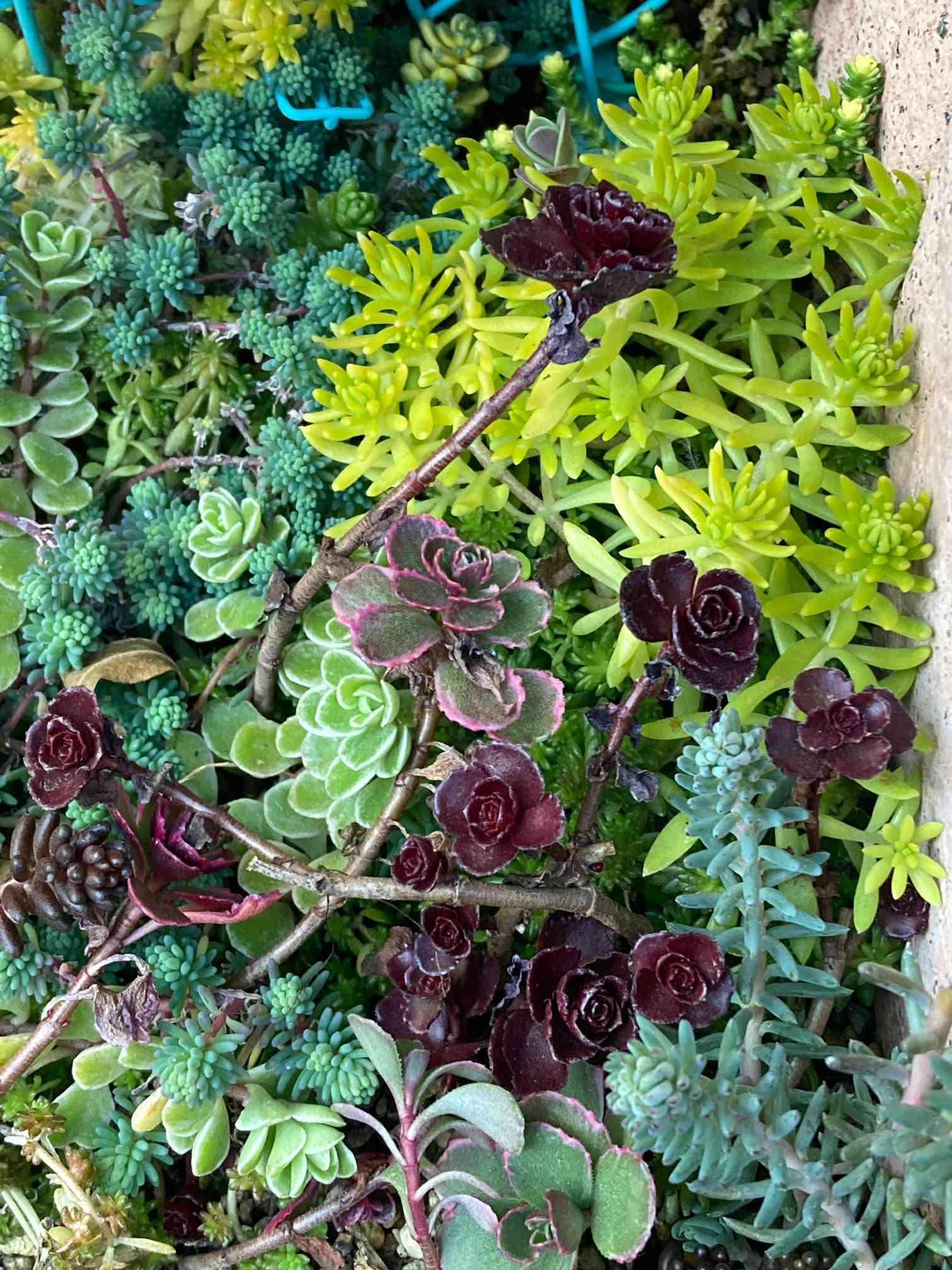 多肉アルバム⑭キリンソウ系 トリカラー、ドラゴンズブラッド