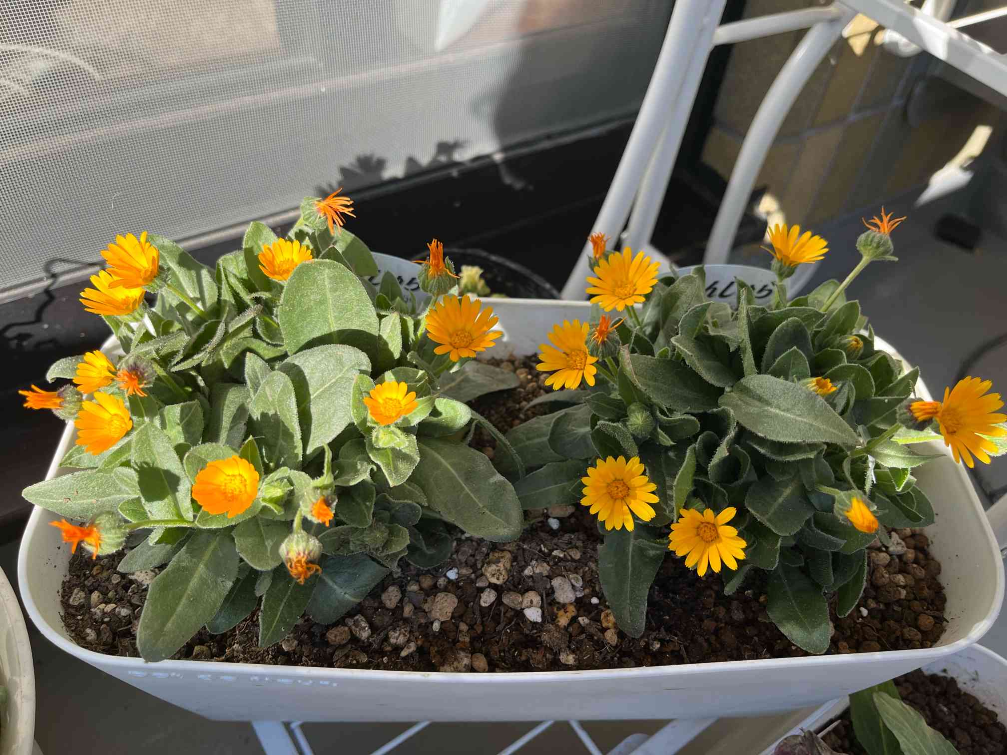 カレンデュラ】かれんじゅら（キンセンカ）｜🍀GreenSnap（グリーン