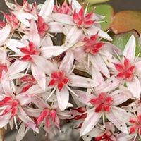 金のなる木,金のなる木,今日のお花,お出かけ先の画像