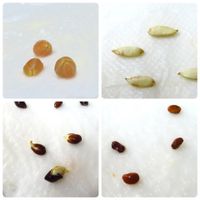 ヤマボウシ,ハンカチノキ,ヒメリンゴ,マユミ,種、種、種の画像