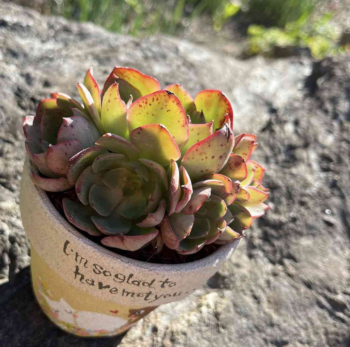 お取り置き　多肉植物　ヤンジン錦　抜き苗 ヤンジン♡の一覧｜🍀GreenSnap（グリーンスナップ）