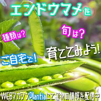 植物のある暮らし,ハイポネックス,『秋植え球根2023』フォトコンテスト,おうち園芸,冬のガーデニングの画像