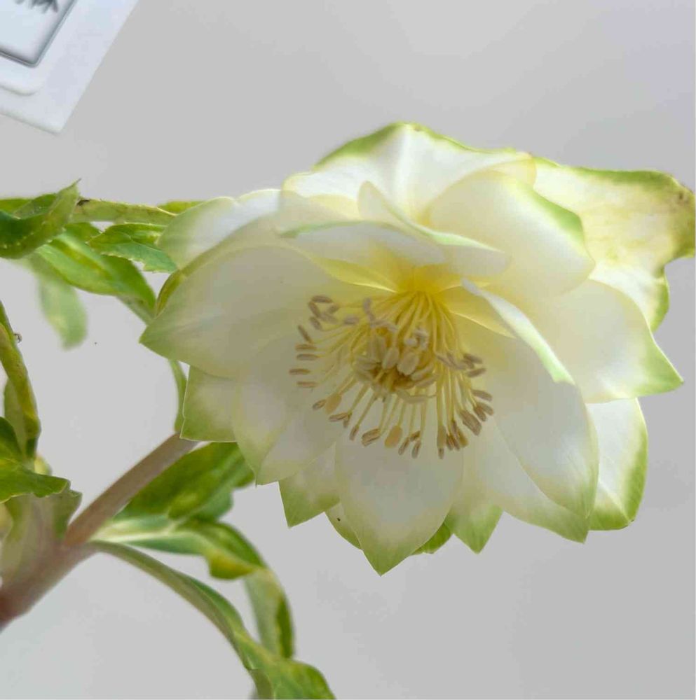 池袋サンシャイン2023クリスマスローズ展｜?GreenSnap（グリーン 