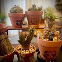 ホリダ,マミラリア属？,パキラ,金獅子,ちふとすてきな仲間たちの画像