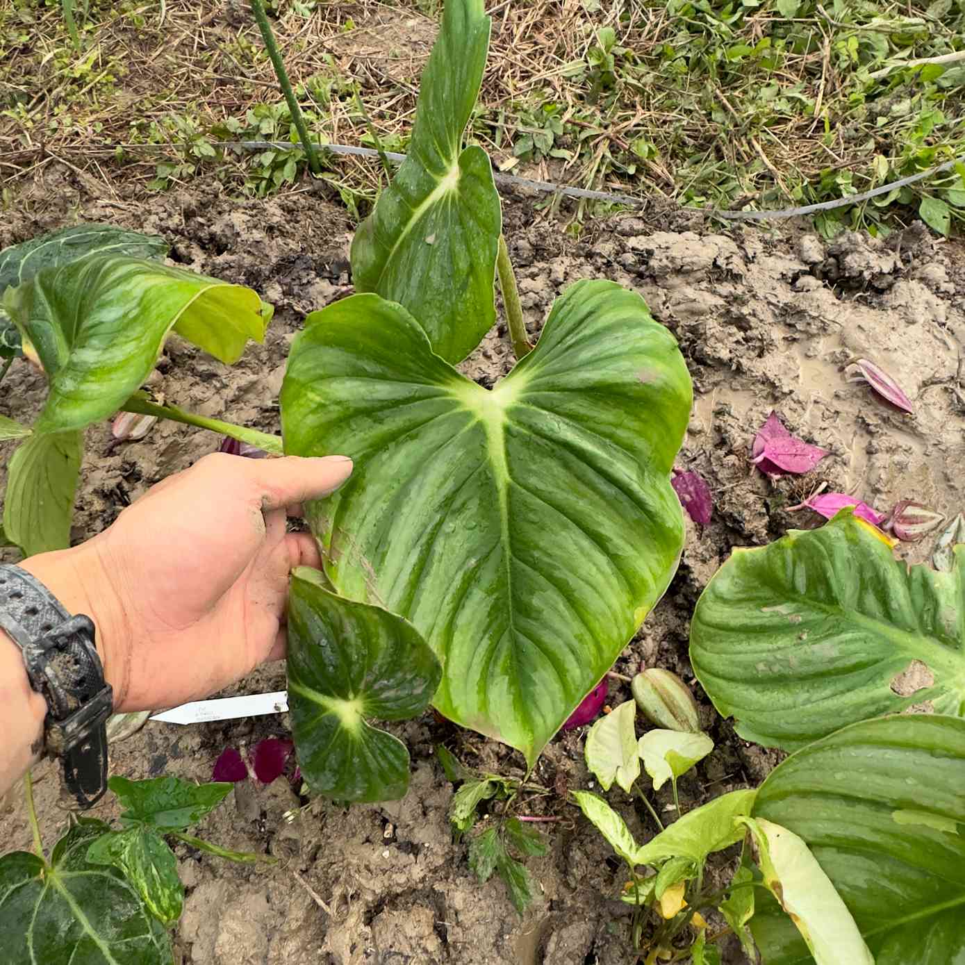 127 plowmanii var citrus プロウマニー　シトラス 127 plowmanii var citrus プロウマニー シトラス - メルカリ