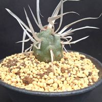 テフロカクタス 武蔵野,テフロカクタスアーティキュラータス,テフロカクタス 長刺武蔵野,サボテン好き,サボテン大好きの画像