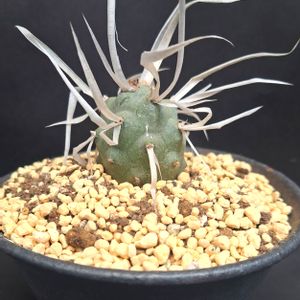 テフロカクタス 武蔵野,テフロカクタスアーティキュラータス,テフロカクタス 長刺武蔵野,サボテン好き,サボテン大好きの画像