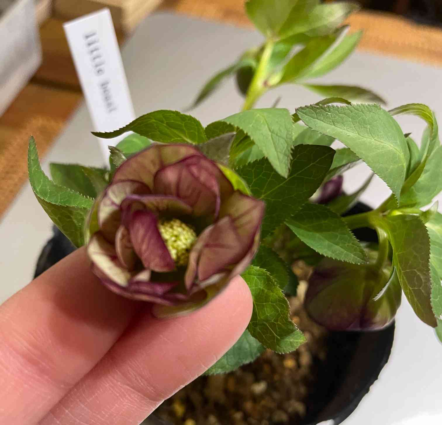 クリスマスローズ デュメトルムhyb. ddの一覧｜🍀GreenSnap（グリーン