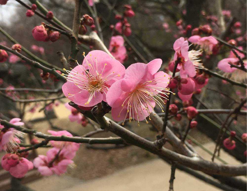 甲州野梅 山木 超極太幹 薄いピンク花 甲州野梅 山木 超極太幹 薄い