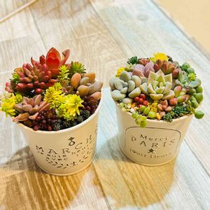 多肉植物 寄せ植え,多肉植物,紅葉する多肉,多肉寄せ植え,ガーデニングの画像