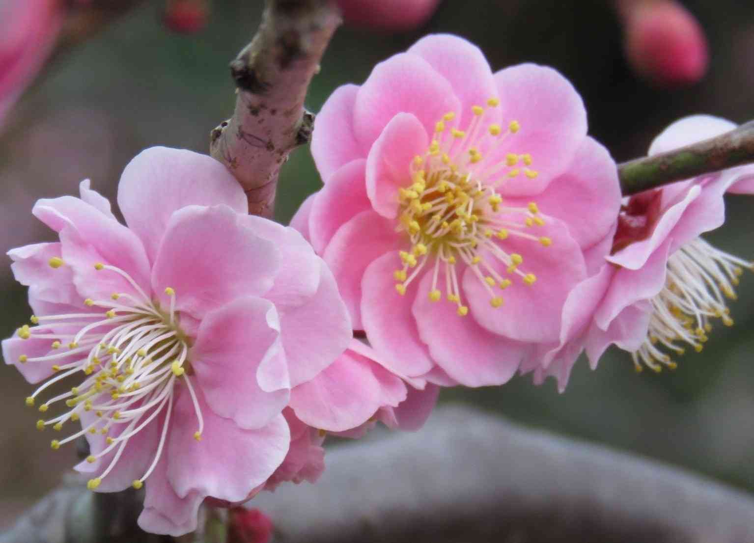 緑の梅の花 かめきちOpaがオールドレンズで撮った緑の梅“リョクガクバイ（緑