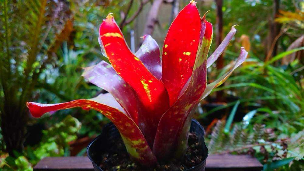 Tank Bromeliads🍍|🍀GreenSnap(グリーンスナップ) Tank Bromeliads🍍|🍀GreenSnap(グリーンスナップ)