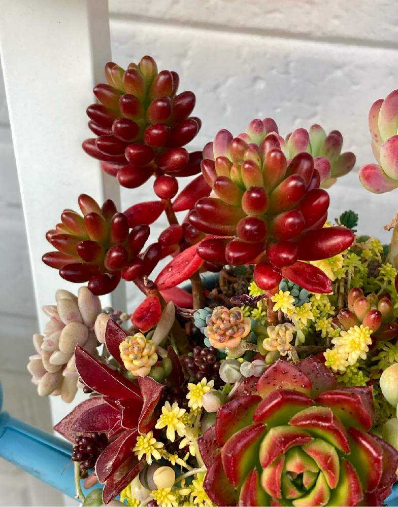 多肉植物 寄せ植え 軽石鉢 虹の玉 レッドベリー 姫秀麗 ロックガーデン 1ヶ月前に寄せ植えした鉢の今の様子〜ピンクルビー・虹の玉・黄