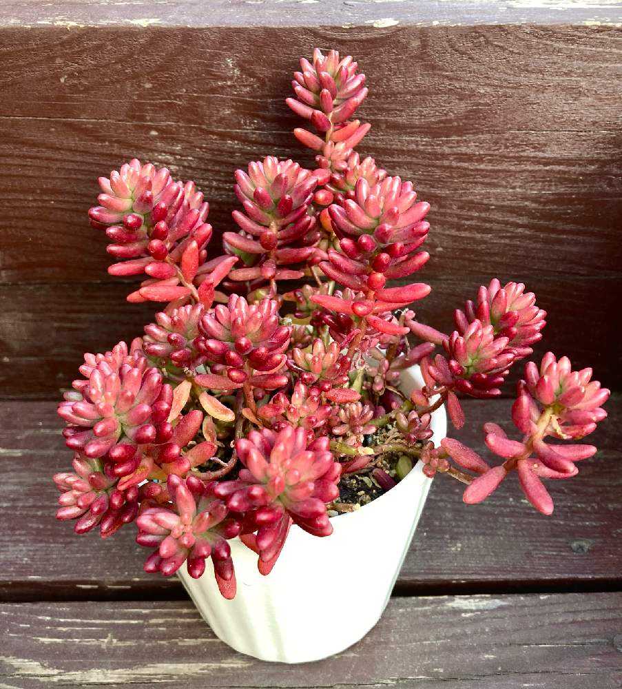 多肉アルバム⑯ 虹の玉、オーロラ、レッドベリー、虹の花｜🍀GreenSnap