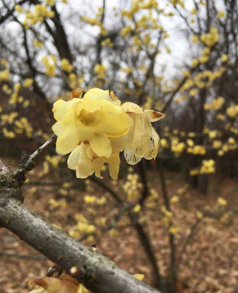 my 梅図鑑｜🍀GreenSnap（グリーンスナップ）