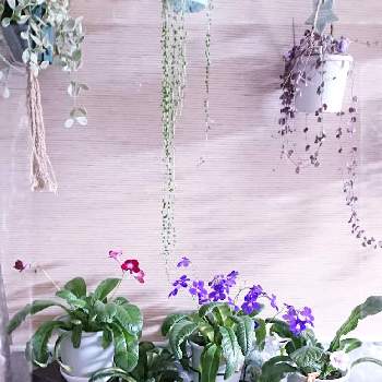 アロマティカス,いい匂い♥の画像