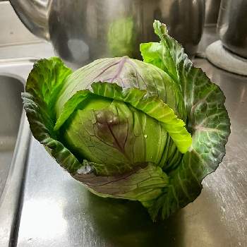 冬野菜,キッチンの画像