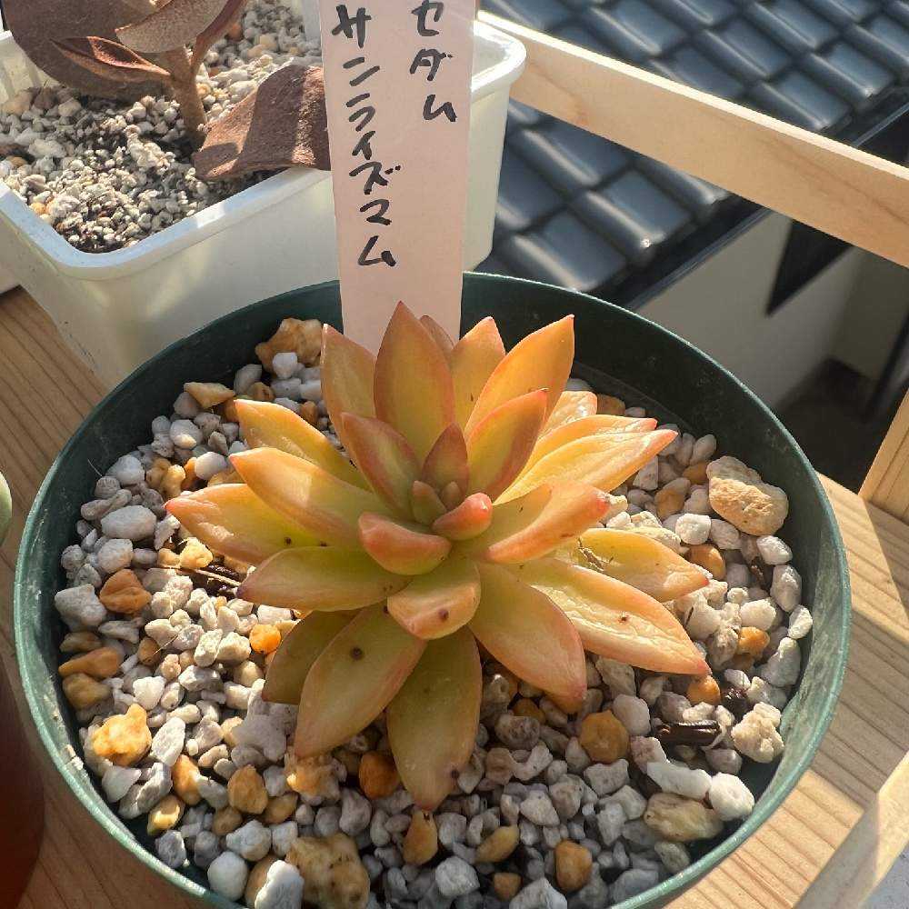 セダム サンライズマム｜🍀GreenSnap（グリーンスナップ）