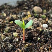 ヒメリンゴ,新しい葉っぱ,双葉,発芽,バルコニー/ベランダの画像