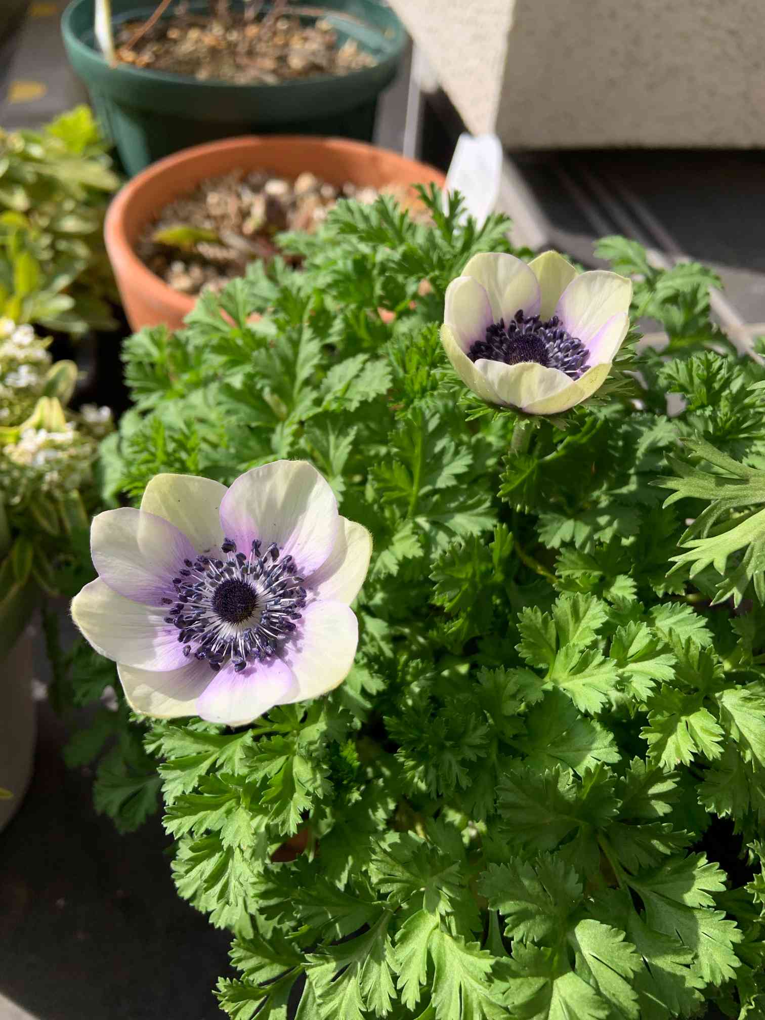 新品　カナダ産　アネモネ イチリンソウ　5株位　秋まで次々咲きます 新品 カナダ産 アネモネ イチリンソウ 5株位 秋まで次々咲きます 花