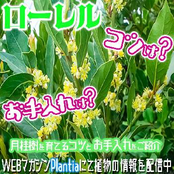 植物のある暮らし,ハイポネックス,『秋植え球根2023』フォトコンテスト,冬の花,おうち園芸の画像