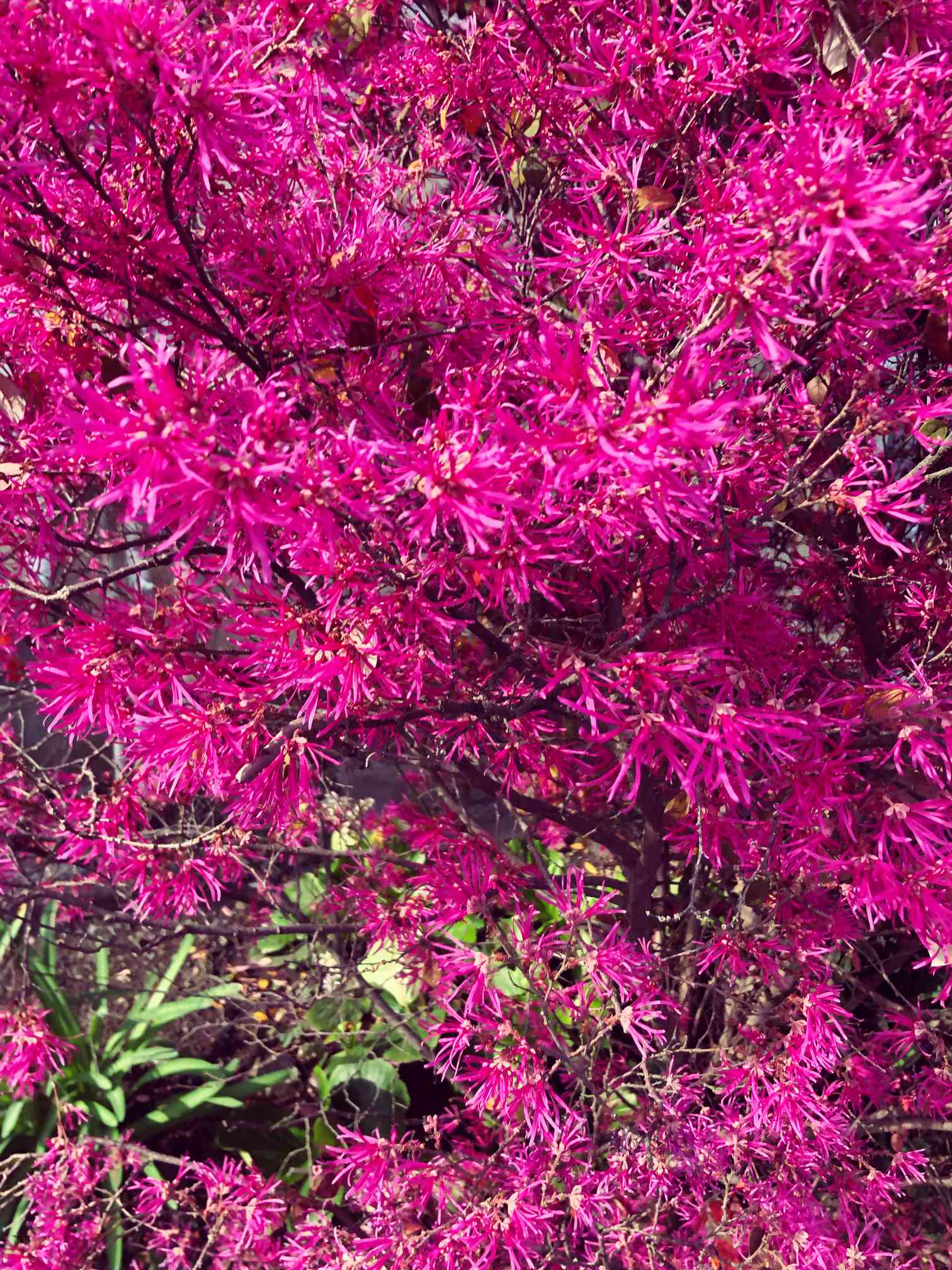 トキワマンサク 苗」の人気商品一覧 | 安い商品を通販サイトから探す