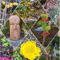 ウメ,フクジュソウ,マンサク,マンリョウ,ロウバイの画像