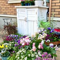 アリッサム,ビオラヌーヴェルヴァーグ,パンジー シエルブリエ,芳香シクラメンメティスビクトリア　アブソリユ,花のある暮らしの画像