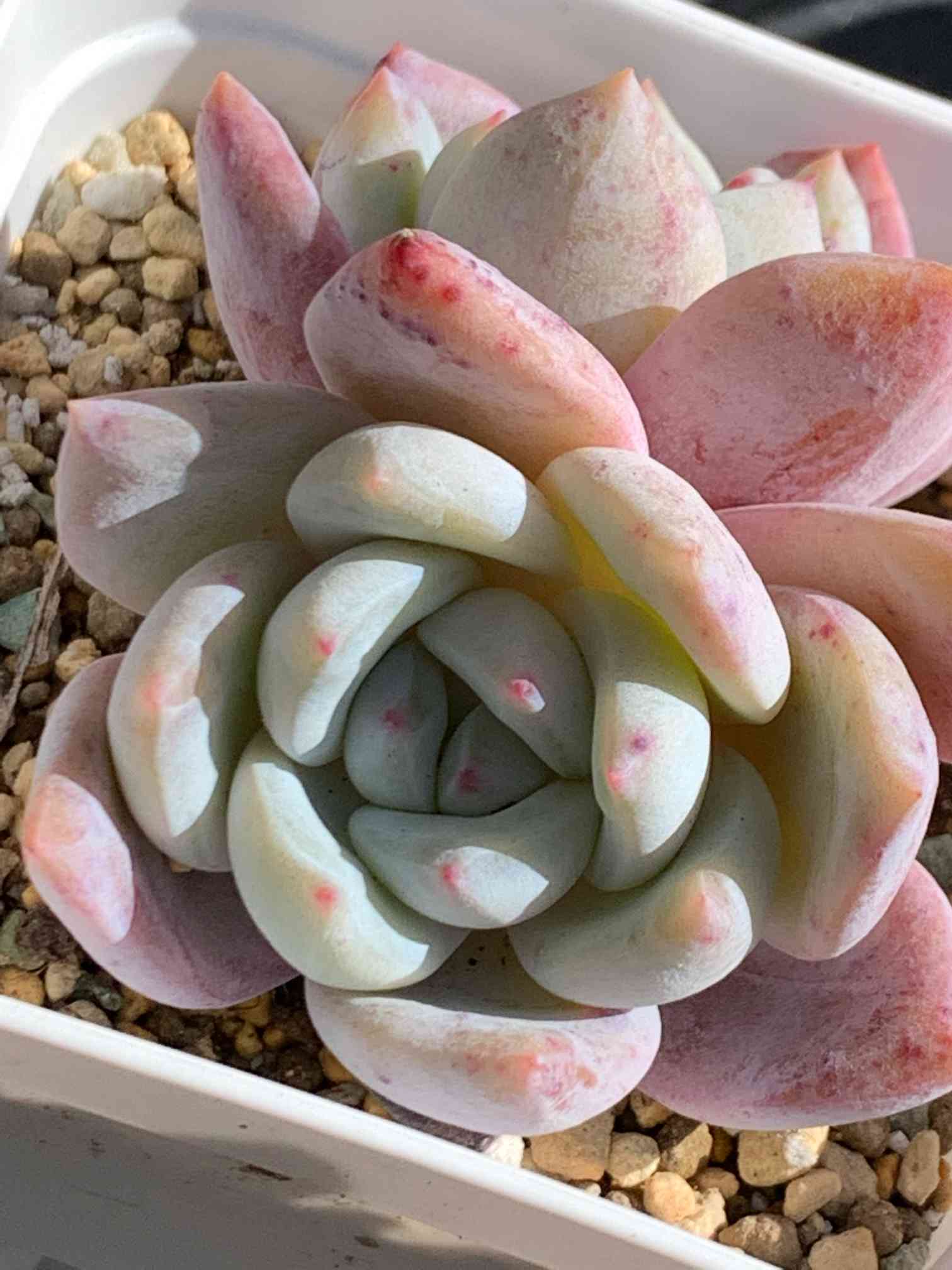 象牙スペシャルの一覧｜🍀GreenSnap（グリーンスナップ）