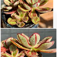 紅司,多肉植物,神奈川タニラー,綺麗,エケベリア属の画像