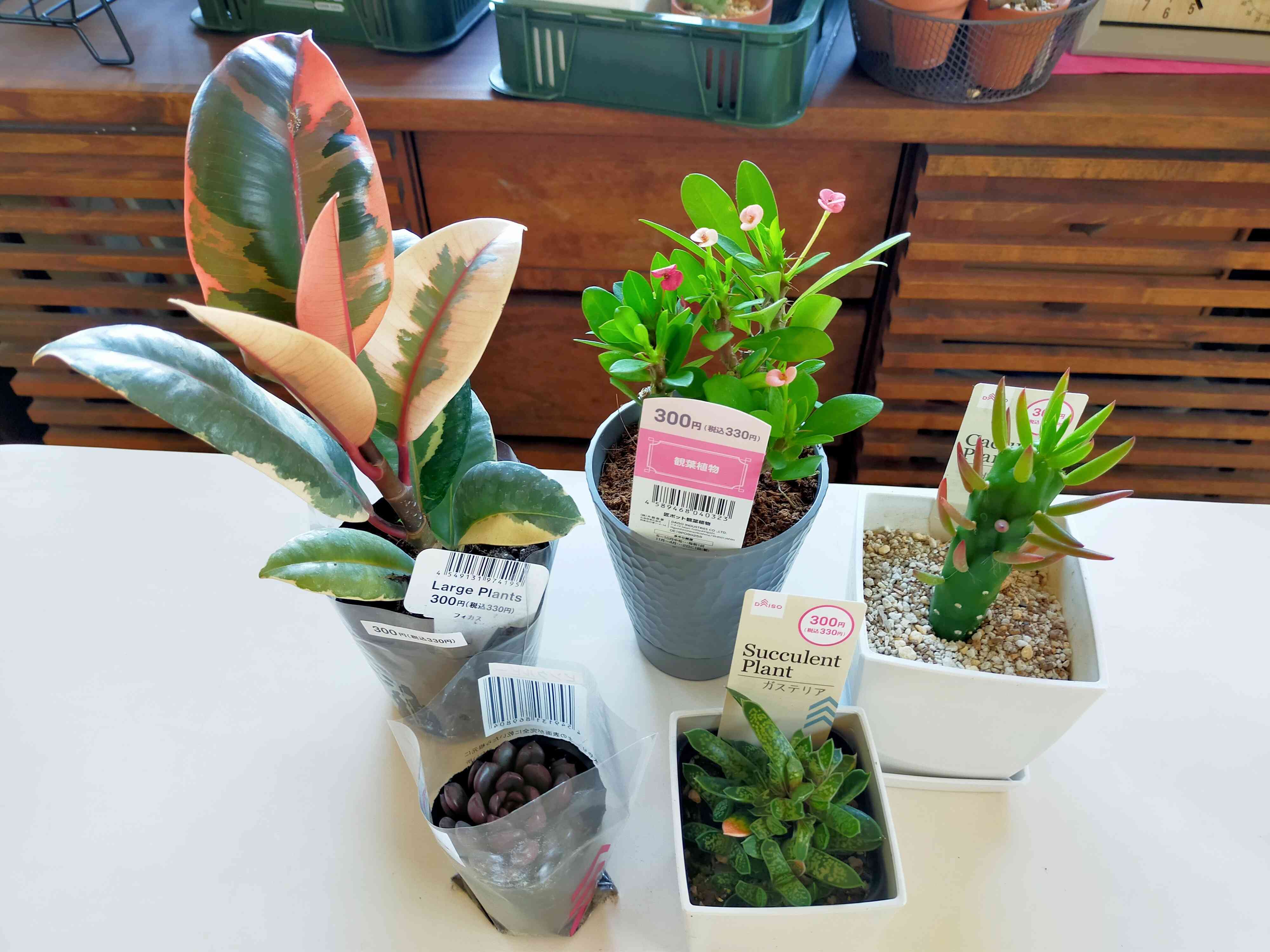 ダイソー 観葉 植物