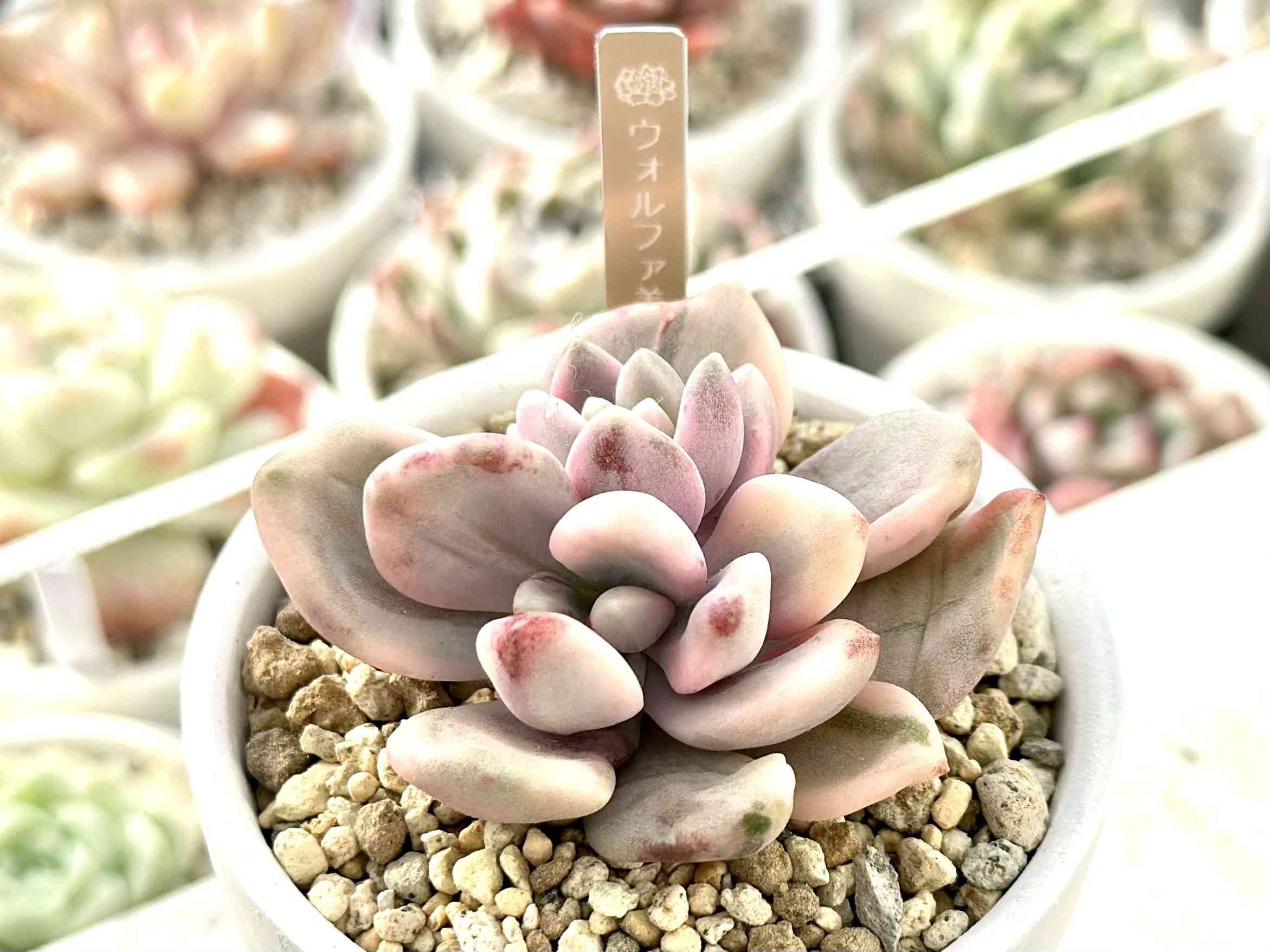 ウォルファ美人錦の一覧｜🍀GreenSnap（グリーンスナップ）