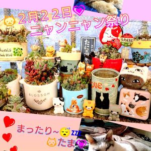 セダム  レッドベリー,セダム  オーロラ,セダム  乙女心,コチレドン  仔猫の爪,エケベリア  フィオナの画像