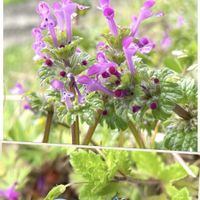 オオイヌノフグリ,ホトケノザ,山野草,シソ科,野の花の画像