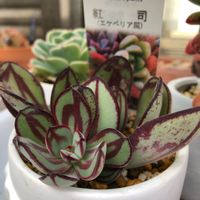 紅司,エケベリア,多肉植物初心者,多肉植物,ガラス温室の画像