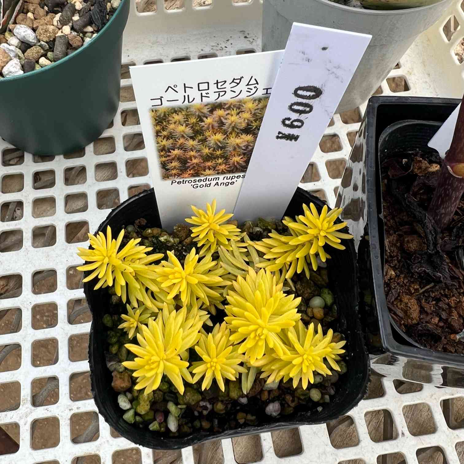 【一部予約！】 ペトロセダム ゴールドアンジェ｜🍀GreenSnap（グリーンスナップ） その他多肉植物