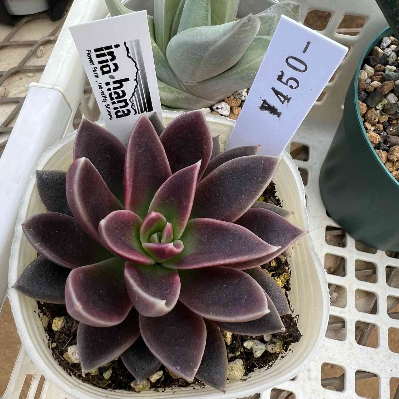 エケベリア　まとめ売り エケベリア セラーナ｜🍀GreenSnap（グリーンスナップ）