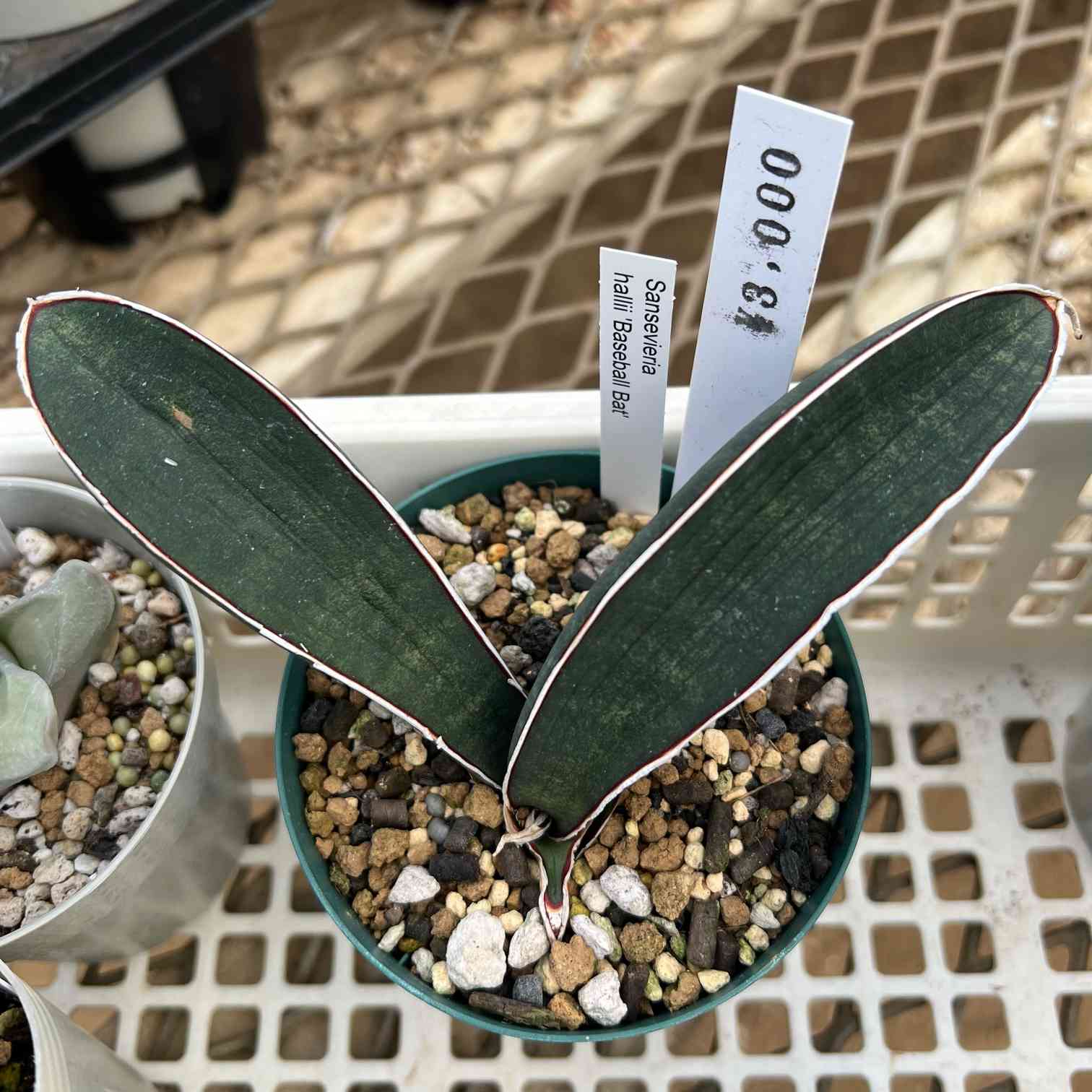 サンスベリア ハリー ベースボールバット｜🍀GreenSnap（グリーン