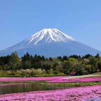シバザクラ,フジ,富士山,富士山と芝桜,❤️いいね、ありがとうの画像